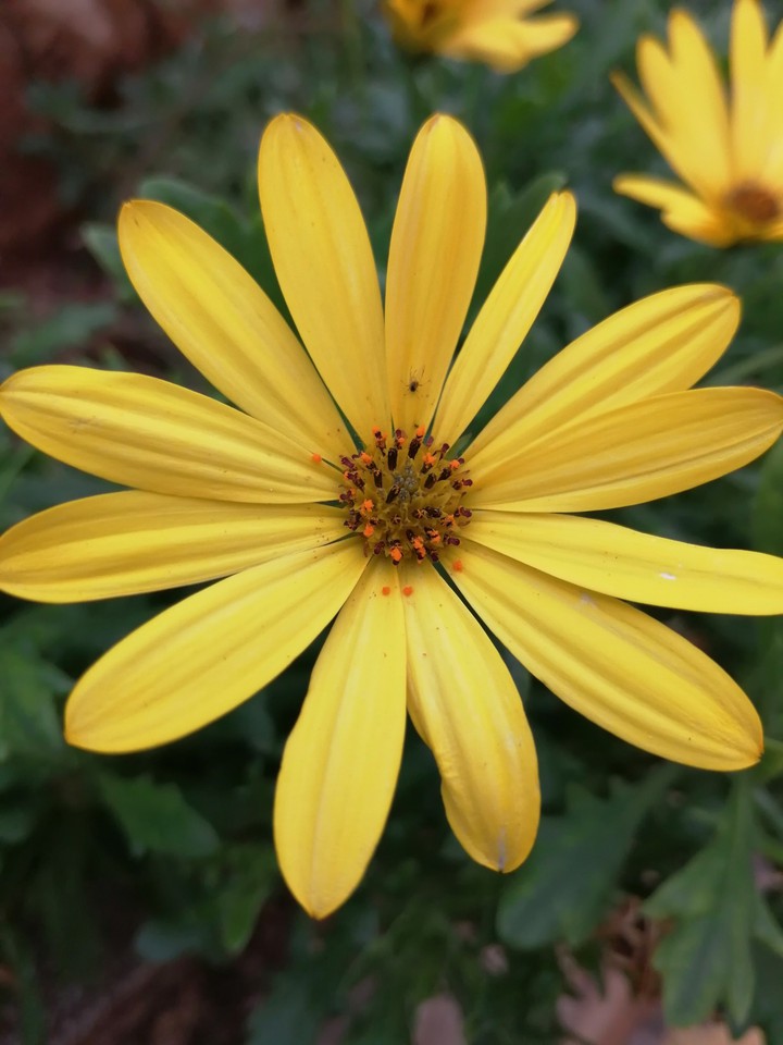 Yellow Blossom