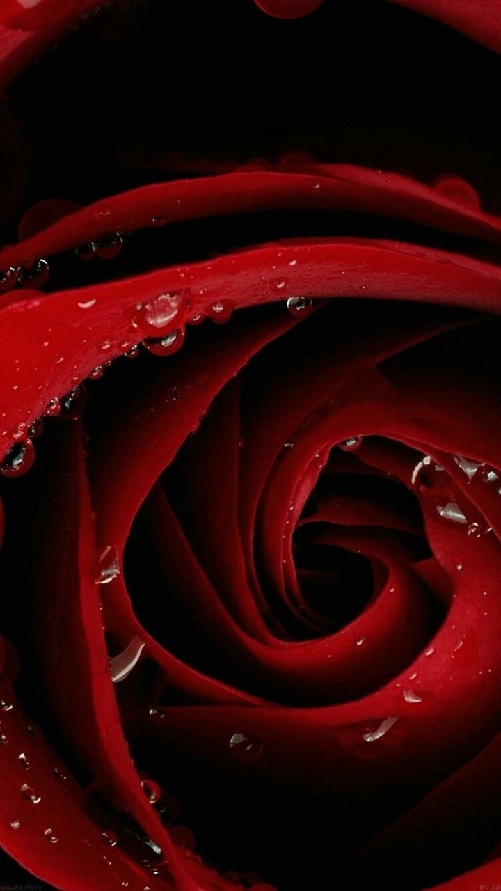 Red Rose