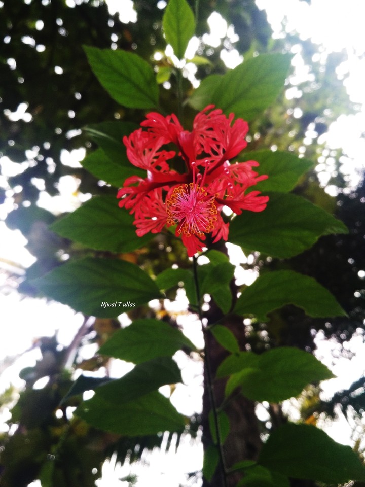 flower