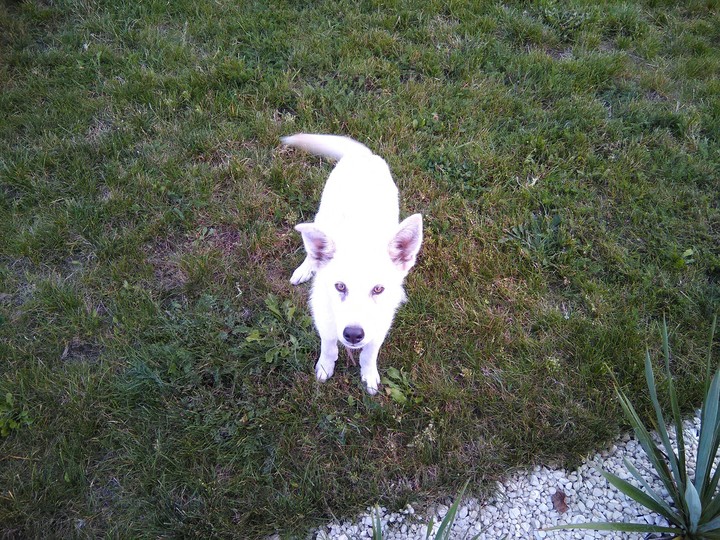 Dog