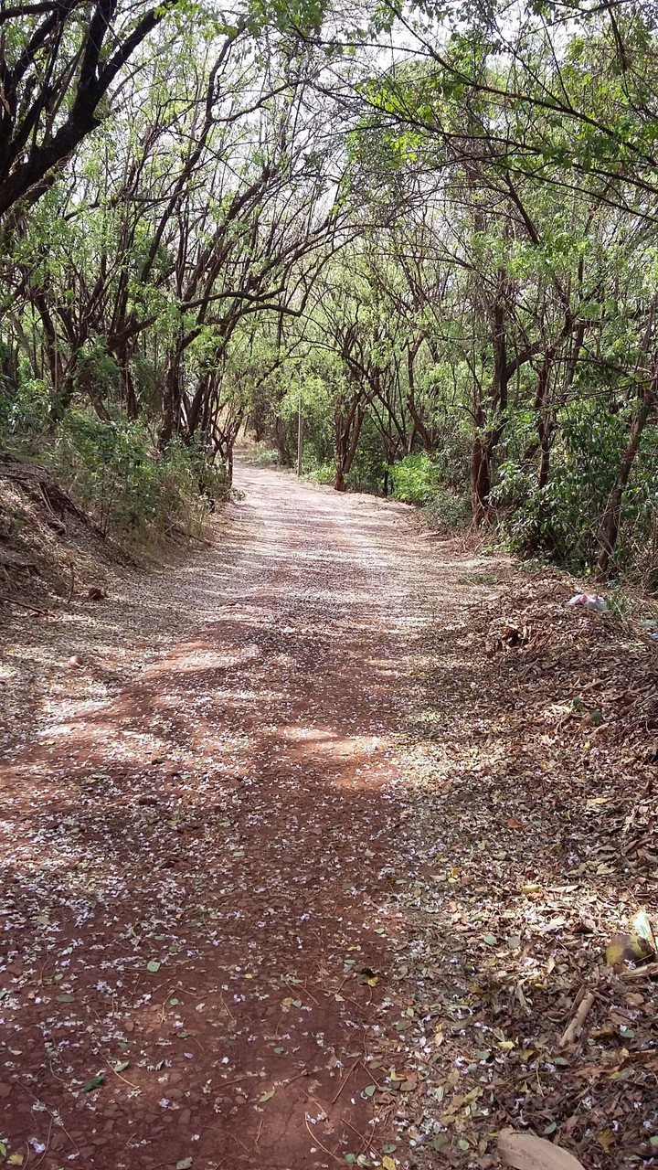 Estrada na Primavera