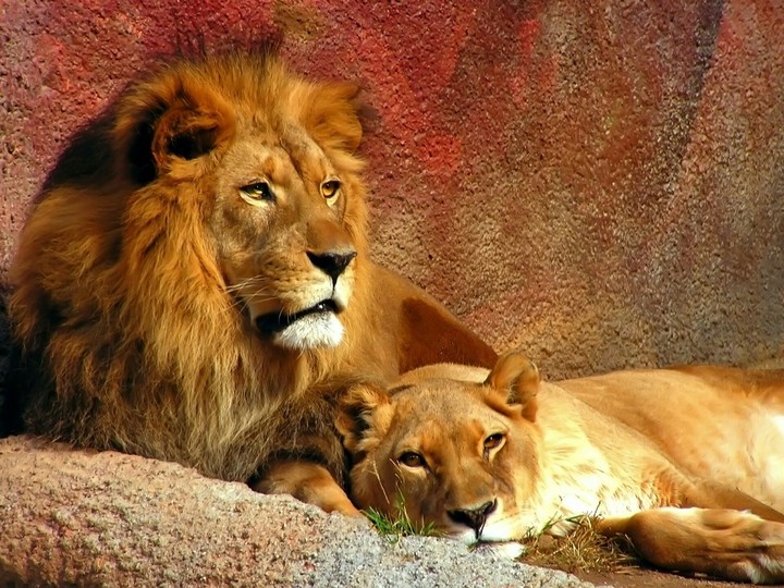 Couple of Lions