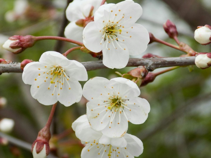 Blooming cherry