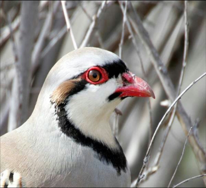 partridge