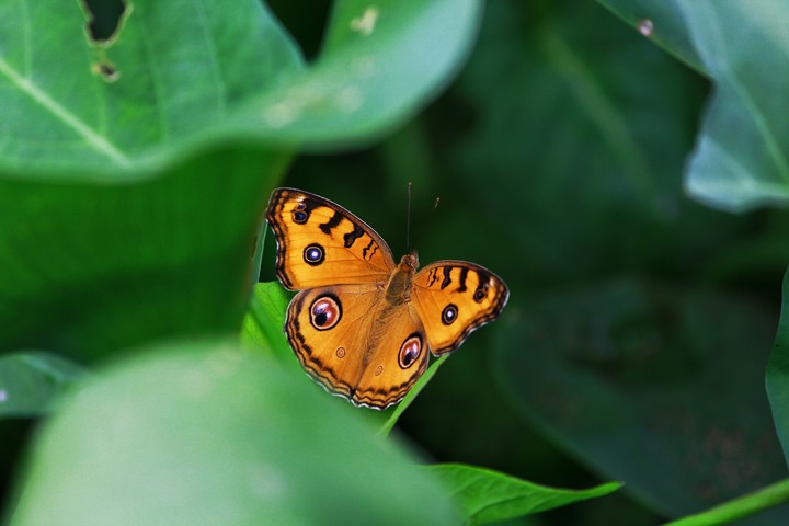 Butterfly