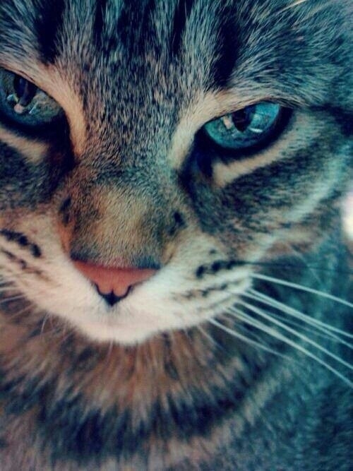 gatito