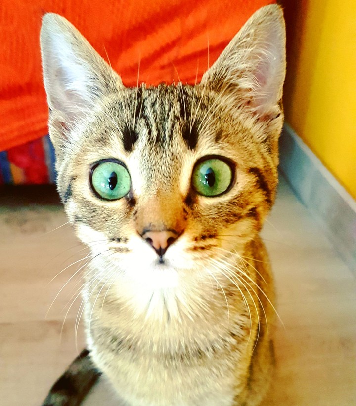 occhioni 