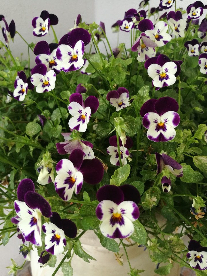 flor