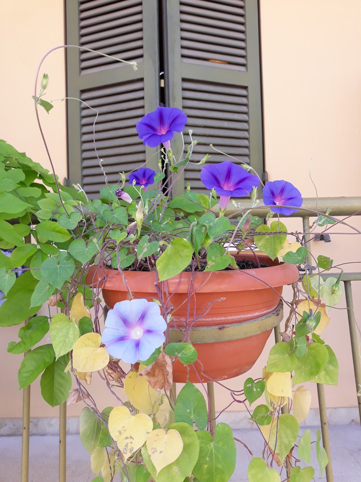 campanelle
