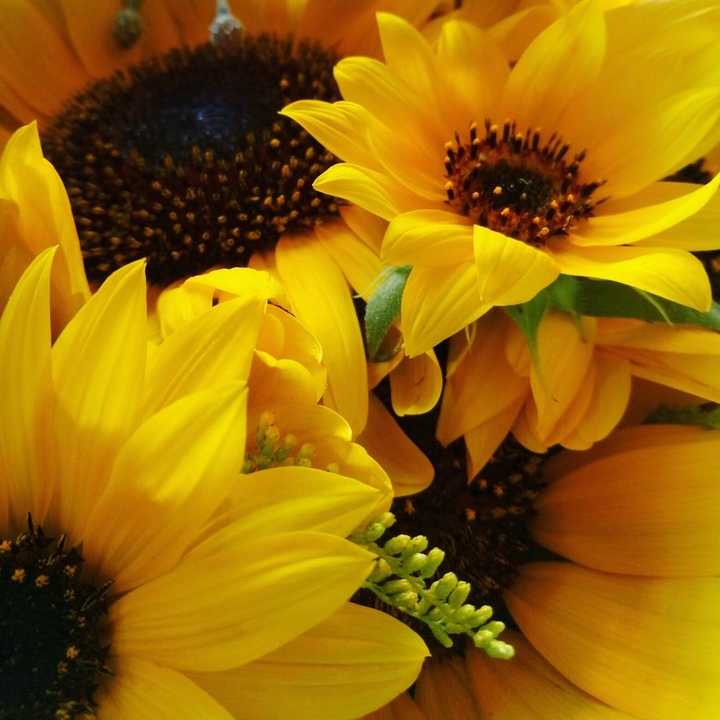 Sunshine flowers