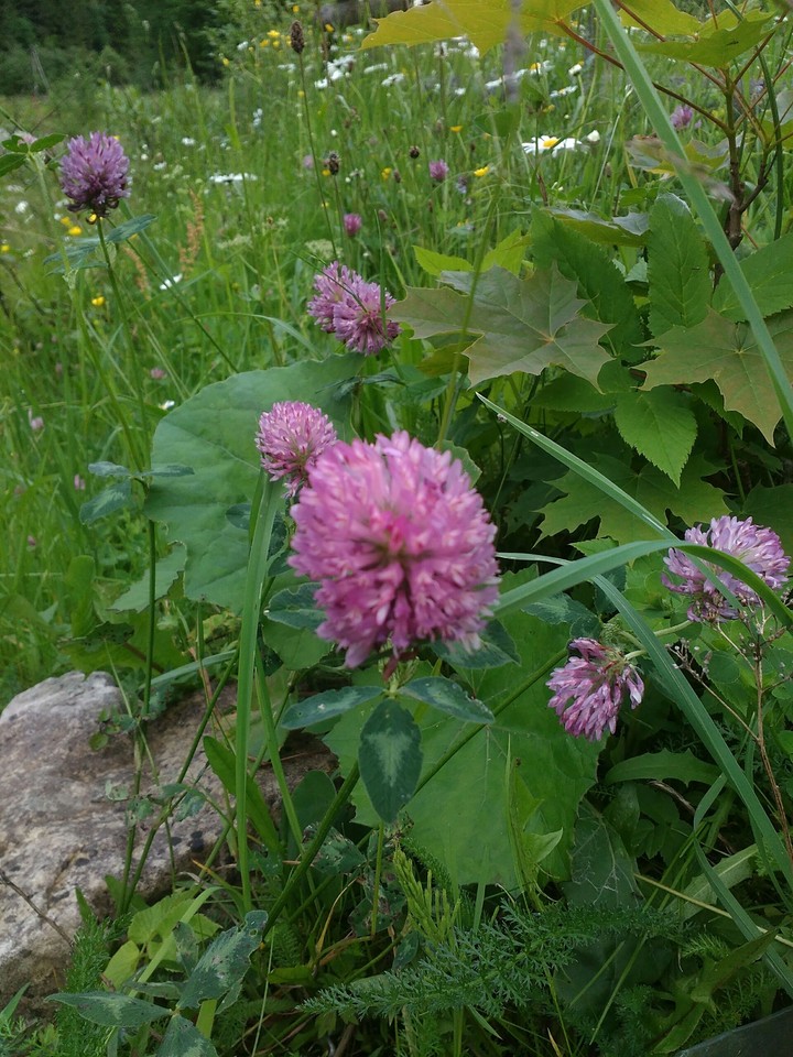 Fairy clovers' vally