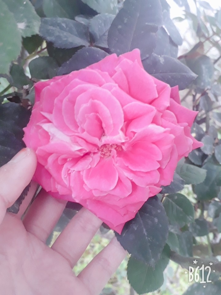 pink  rose