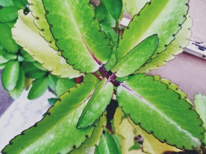 Green plant