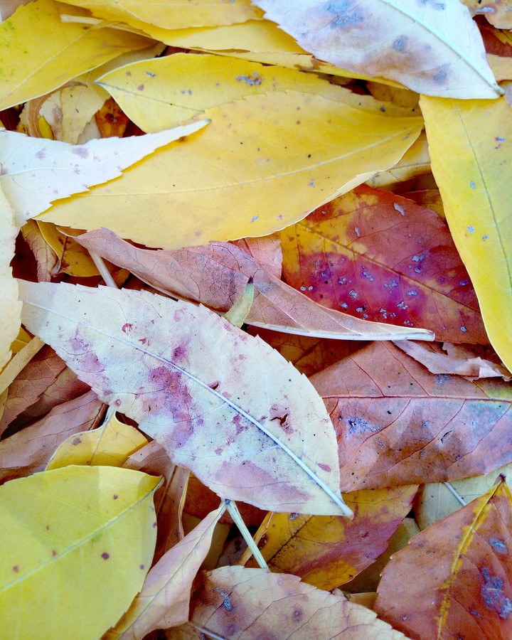 leaves