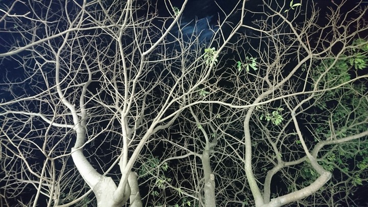 tree light