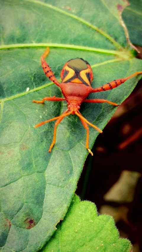 hình nền natureza, Inseto