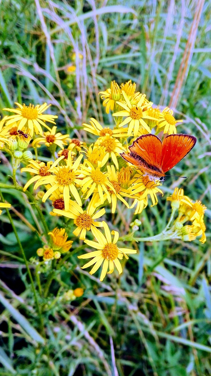 Butterfly2