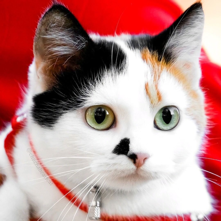 IG| cats_of_world_