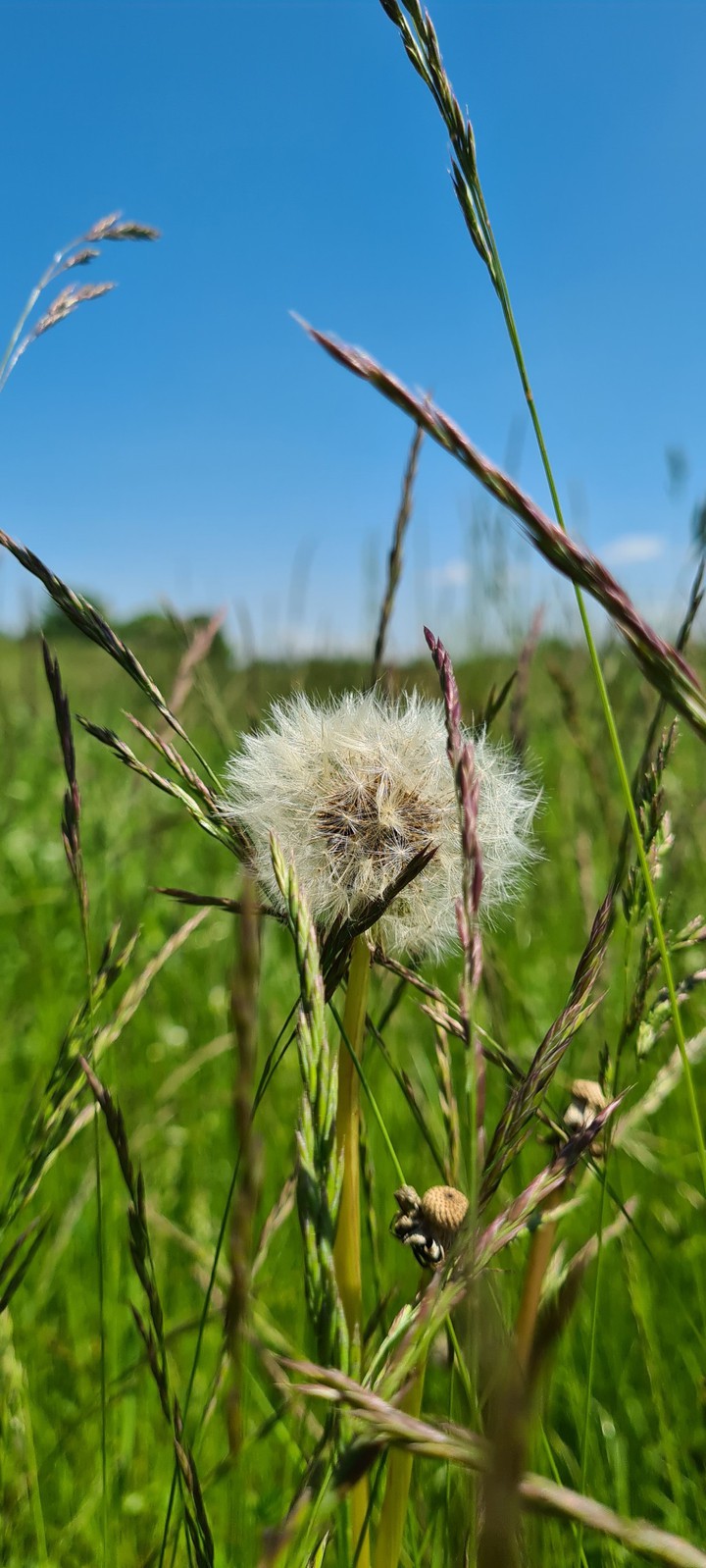 Pusteblume