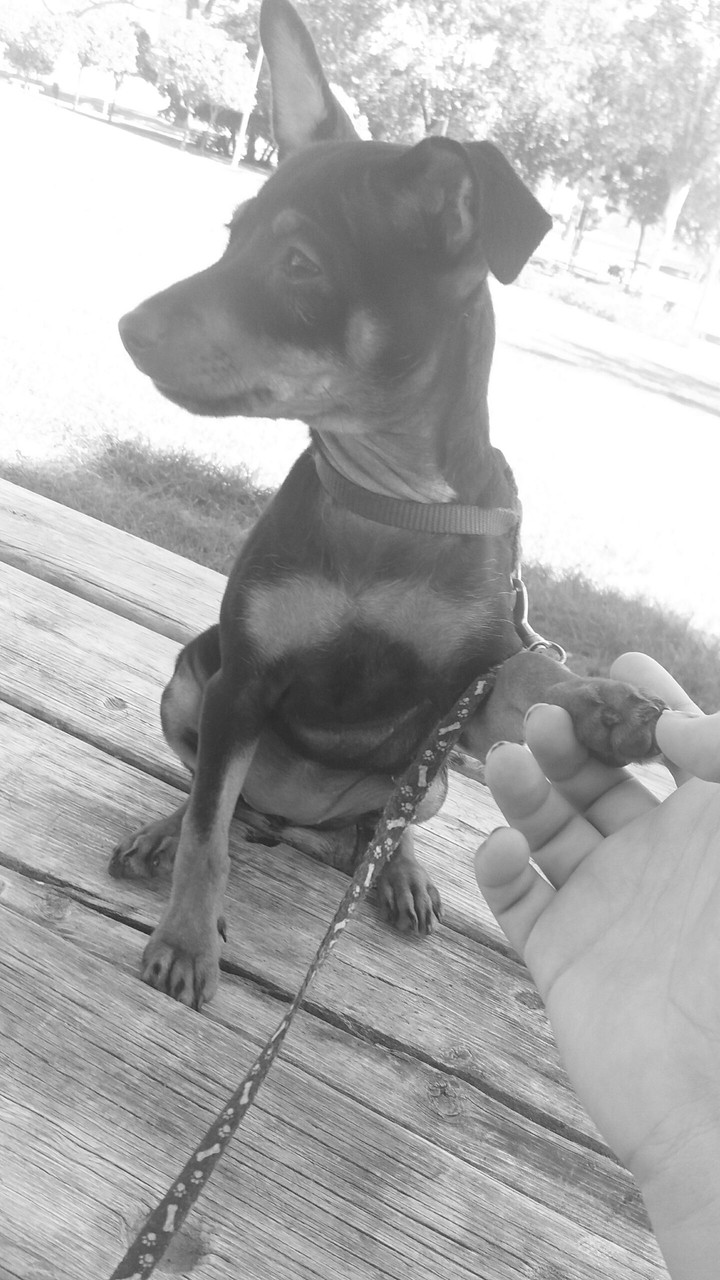 pincher