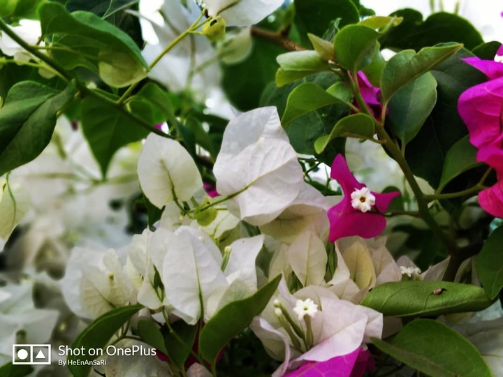 green pink white nature