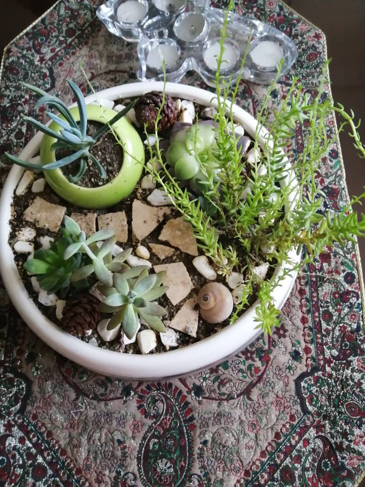گلدان کاکتوسهای ما