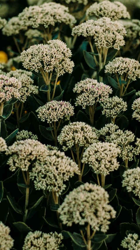tapety plant, flower