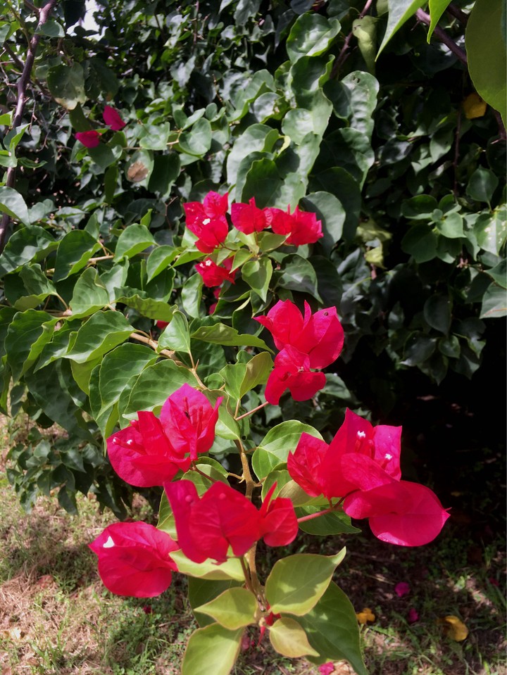 Flor - Flower