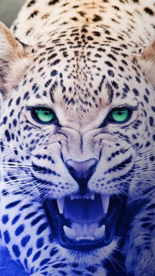 Leopard