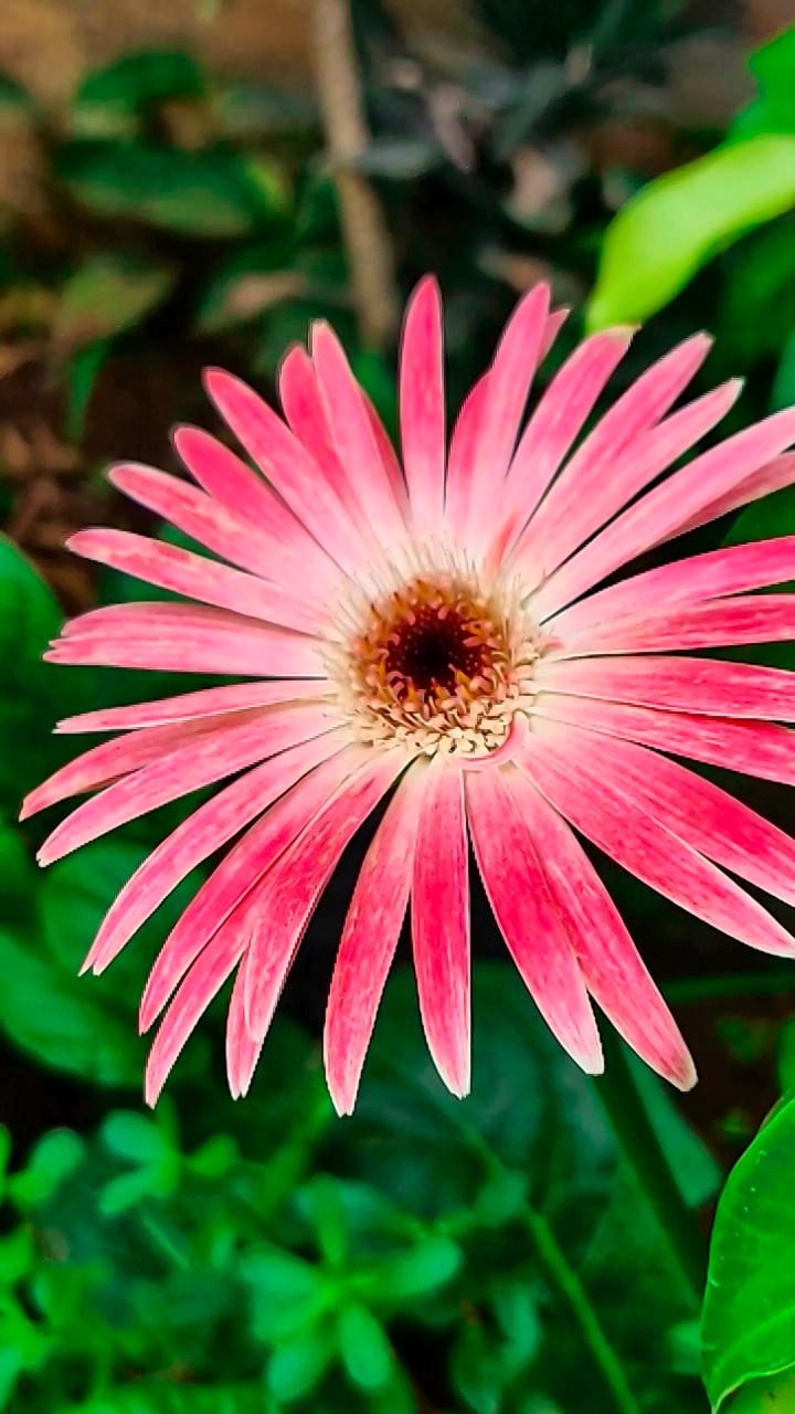 Beautiful Flower