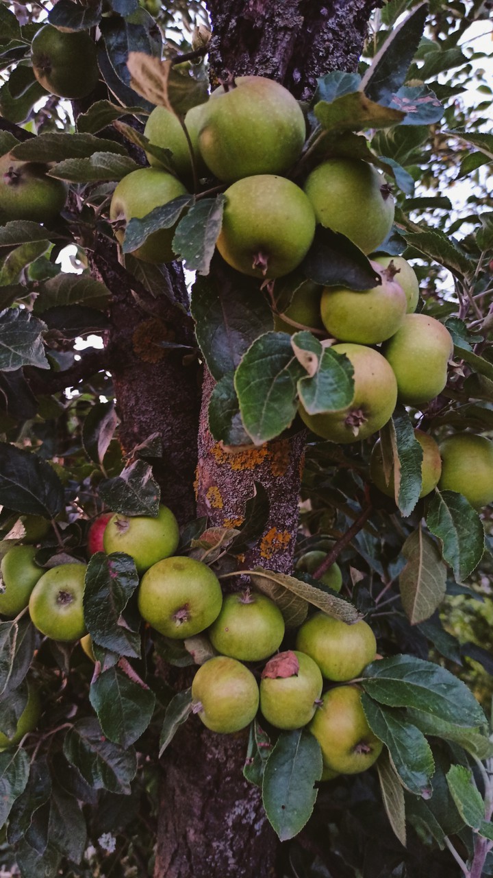 Apple ?