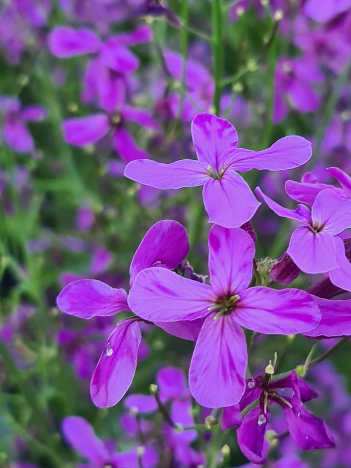 Blume