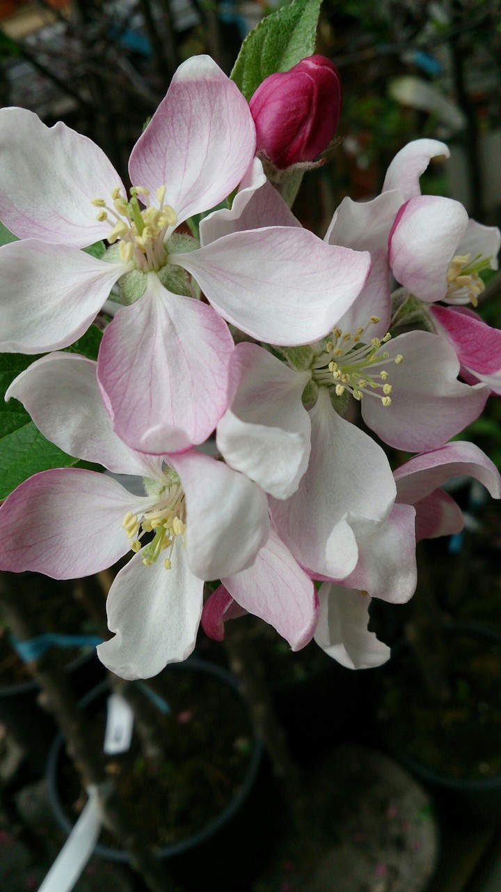 Apfelbaum Blüten