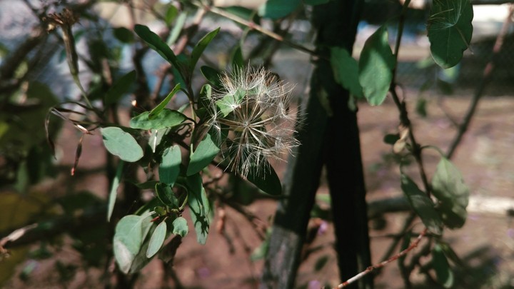 vuela