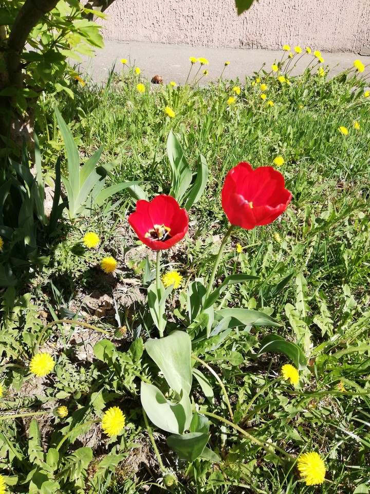 Tulips