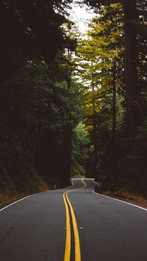 forest