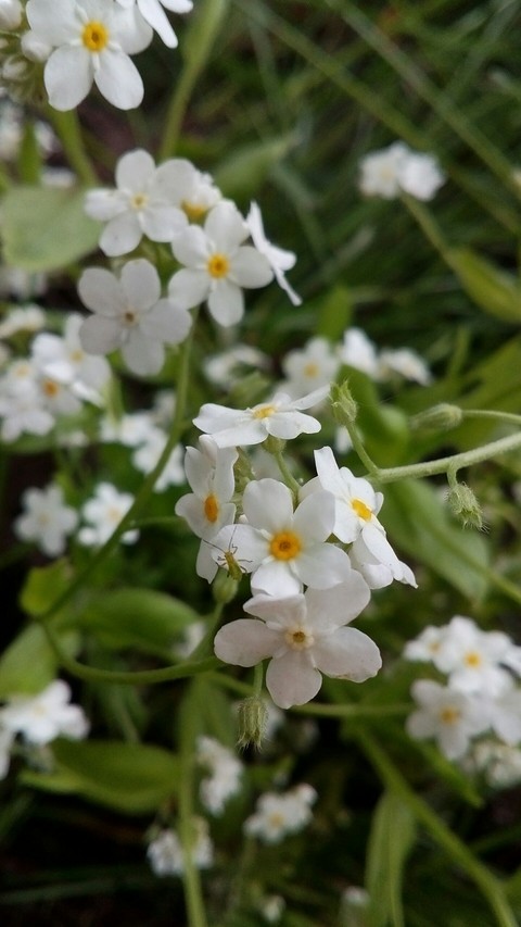White flower