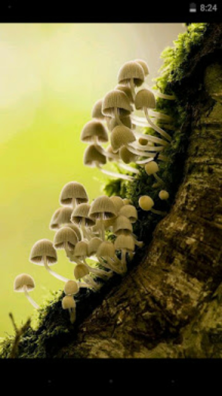 mashrooms