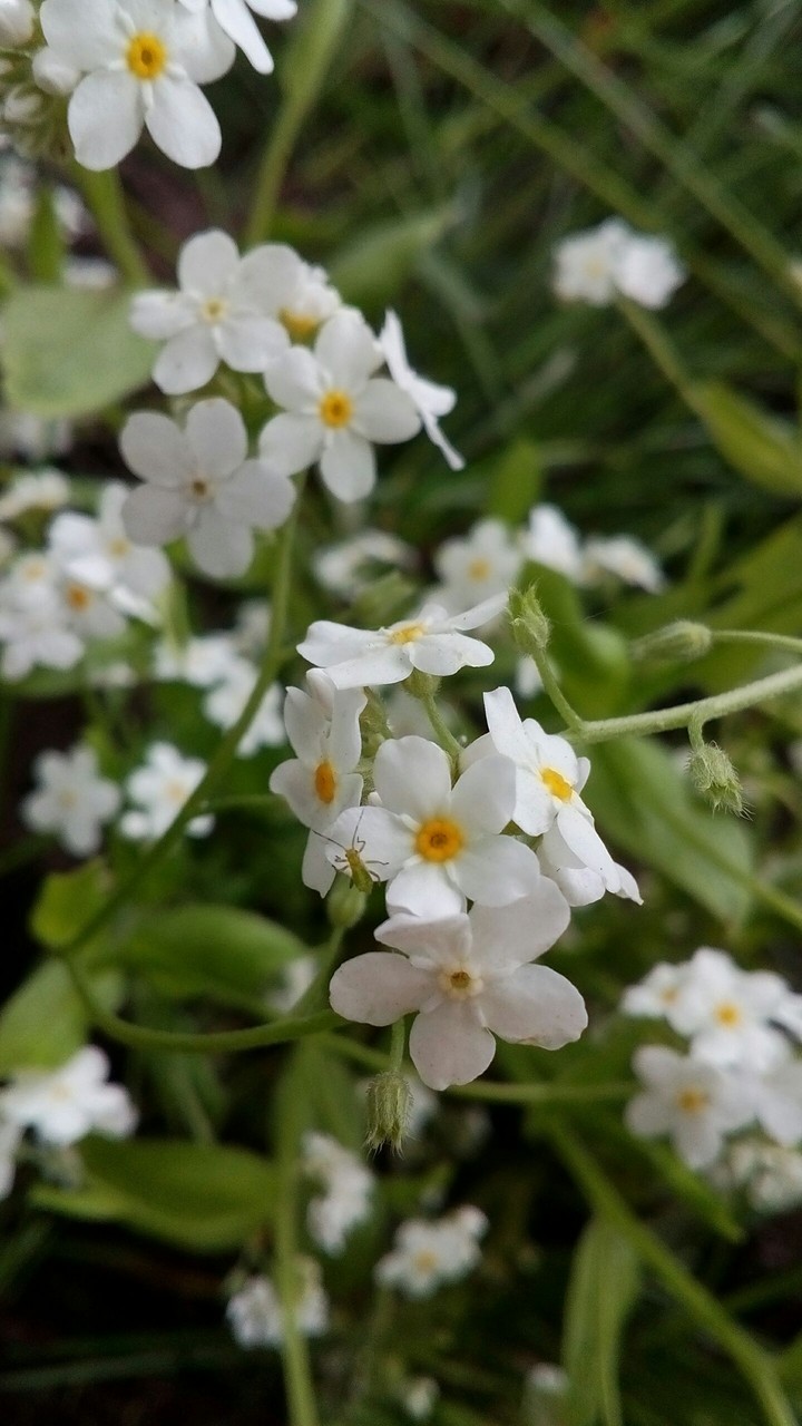 White flower