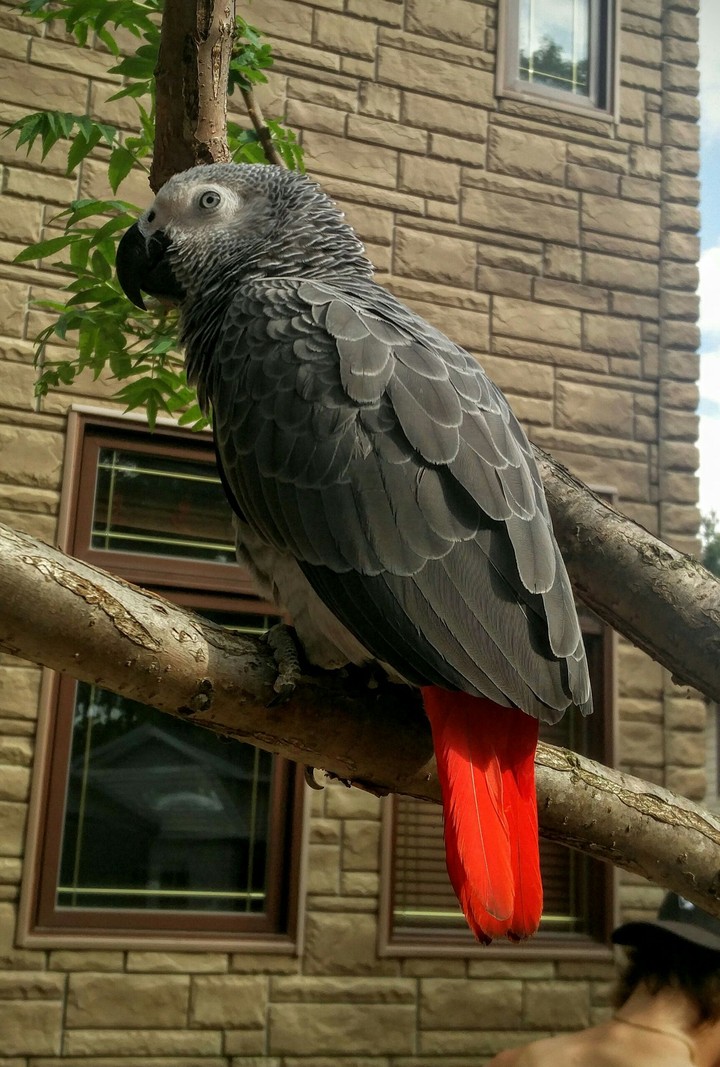 Bird