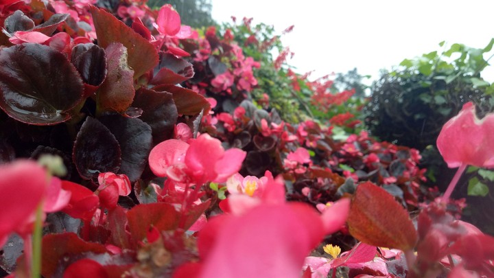 flower in ooty