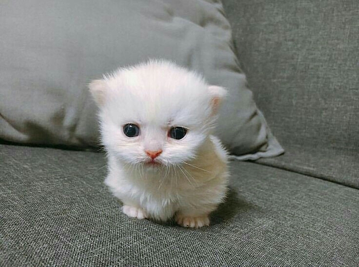 Mini pussy