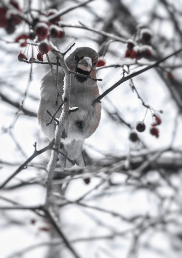 Siberian bird
