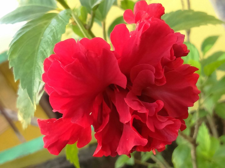 Flower 