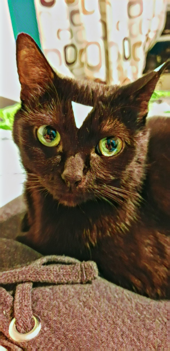 Кошка