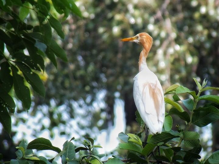 Egret in the wild