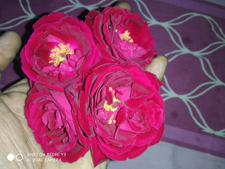 rose
