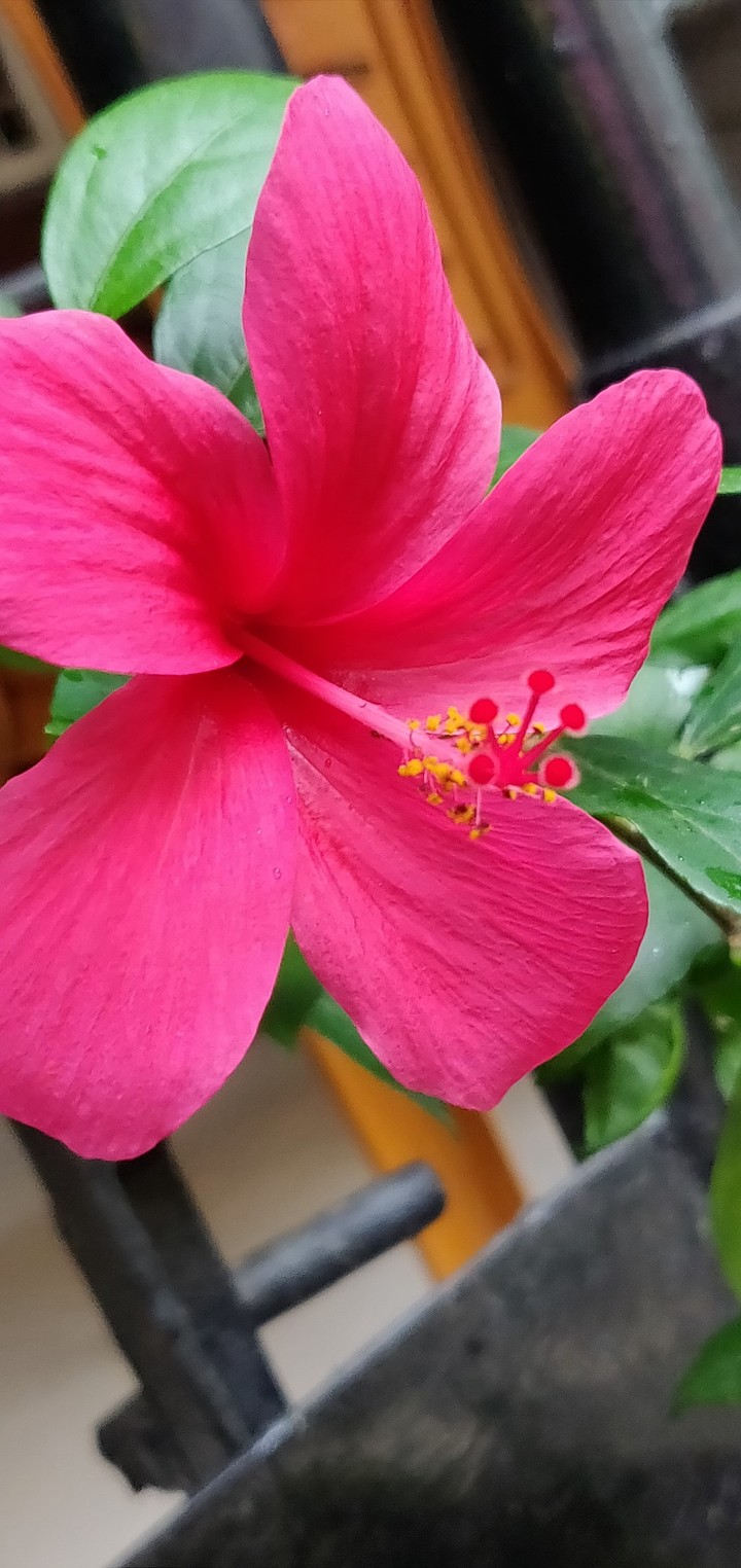 hibiscus