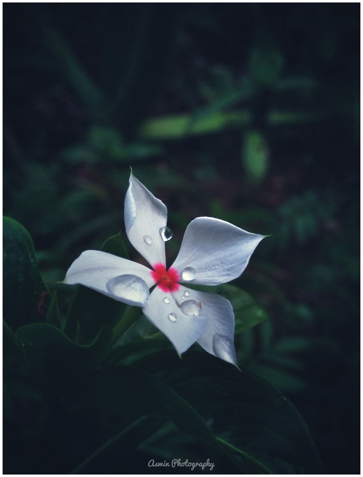 DewDrops