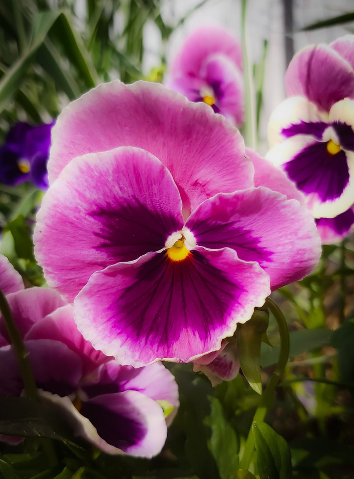 Flower